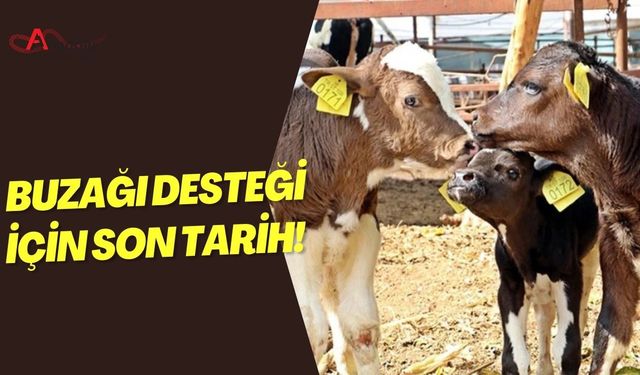 Buzağı Desteği İçin Son Tarih!