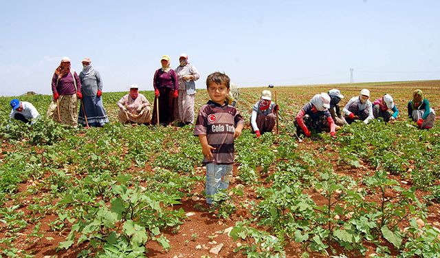 Verimli Topraklar Zor Koşullar: Türkiye Tarımına Bakış!