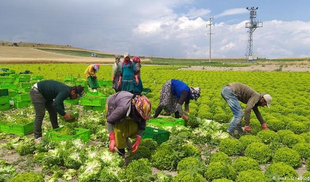 Tarım ÜFE Açıklandı: Hangi Kalemlerde Artış Görüldü?