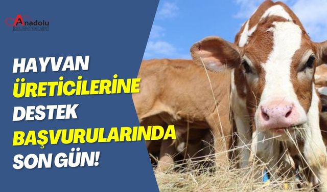 Hayvan Üreticilerine Destek Başvurularında Son Gün!