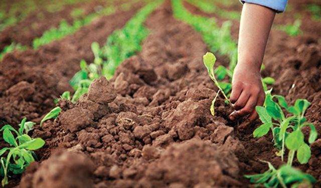 Tarımsal Üretimi Kurtarmanın Yolları Nelerdir?