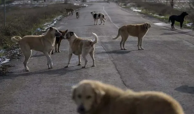 Sokak Köpekleri Dehşeti: 37 Küçükbaş Telef Oldu!