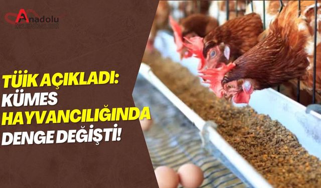 TÜİK Açıkladı: Kümes Hayvancılığında Denge Değişti!