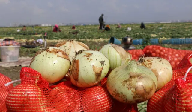 Soğan Hasadı Başladı, Fiyat ve Rekolte Yüz Güldürdü!