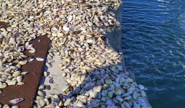 Samsun'da 1,5 Ton Kaçak Midye Ele Geçirildi!