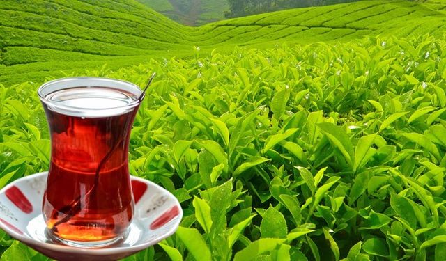 Rize’den Çay İhracatında Yeni Rekor!
