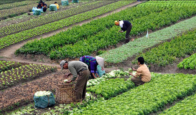 Dünyanın En Büyük Tarım Ülkeleri Açıklandı: Türkiye Kaçıncı Sırada?