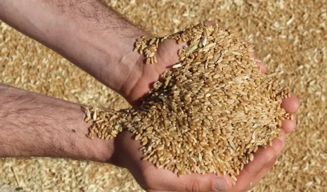 TÜRİB Piyasasında Tahıl Fiyatları Açıklandı!