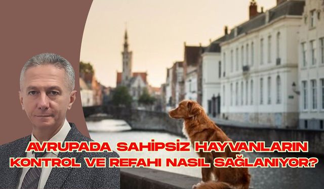 AVRUPADA SAHİPSİZ HAYVANLARIN KONTROL VE REFAHI NASIL SAĞLANIYOR?