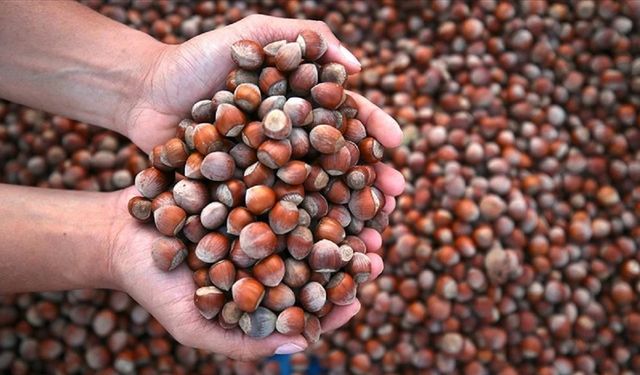 Fındıkta Fiyatlar Sert Düştü!