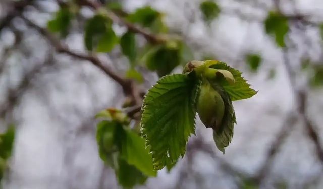 Fındıkta Büyük Tehlike: Don ve Kokarca Rekolteyi Vuracak Mı?