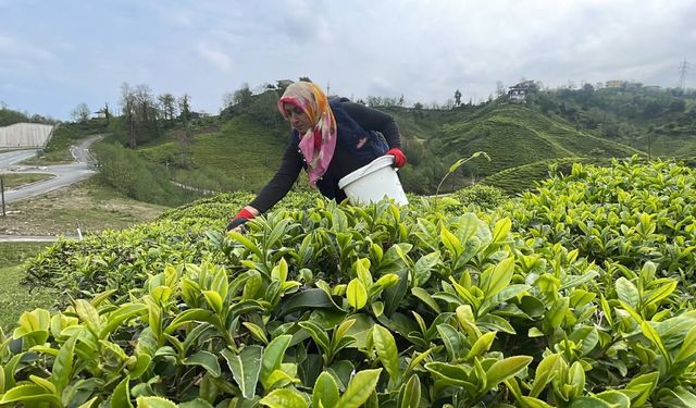 2025 Yılı Yaş Çay Alım Fiyatı Açıklandı!