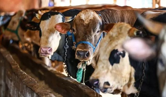 ESK’nın Kurbanlık Alım Kriterleri Netleşti: İşte Fiyatlar ve Şartlar