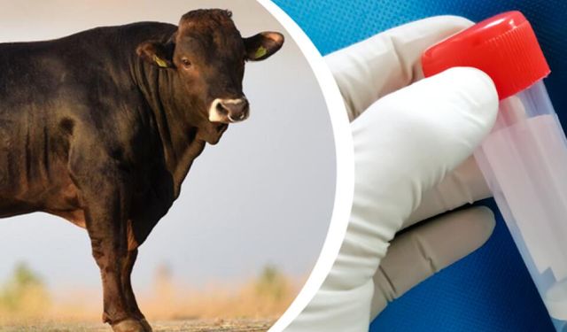 TİGEM’den 9 Bin Dozluk Genetik İhracat