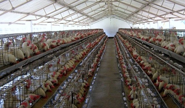 Suriye, Tarım ve Tavukçulukta İthalata Neden Kapıyı Kapattı?