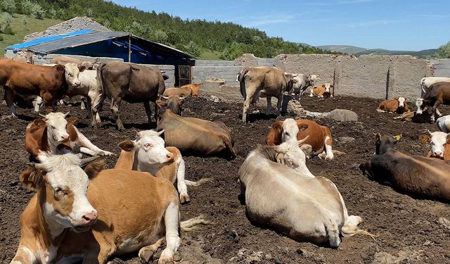 Türkiye, Şap Hastalığında Yüksek Risk Altında Mı?