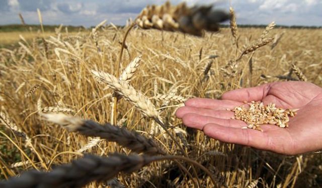 TMO’dan Üreticiye 5,1 Milyar Lira Ödeme