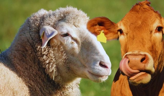 TÜİK, Hayvan Varlığına İlişkin Verileri Yayımladı!