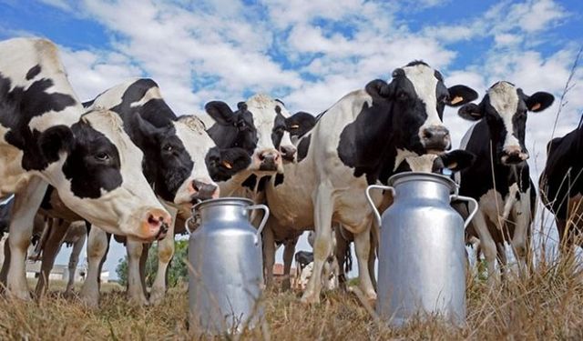 Süt Sektöründe Büyük Soruşturma!