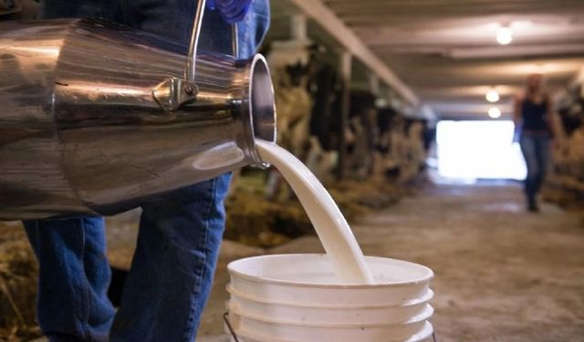 Bakanlık Duyurdu: Süt Destekleri Bugün Yatıyor