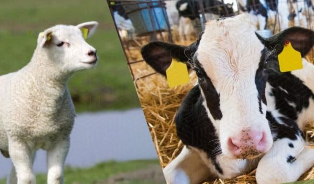 2025’te Tarımsal Örgütlerde Kimler Zirvede?