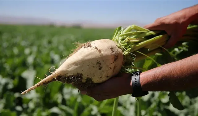 Bakanlık Şeker Pancarı Fiyatlarını Güncelledi!