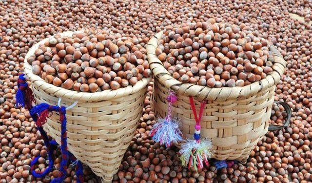 Fındıkta Ferrero Krizi!