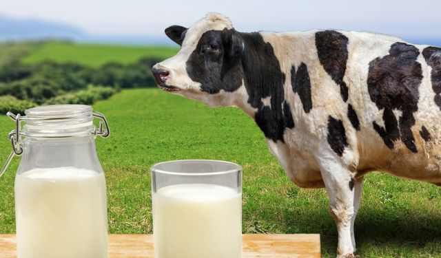TÜİK Açıkladı: Türkiye Süt Üretiminde Geriledi mi?