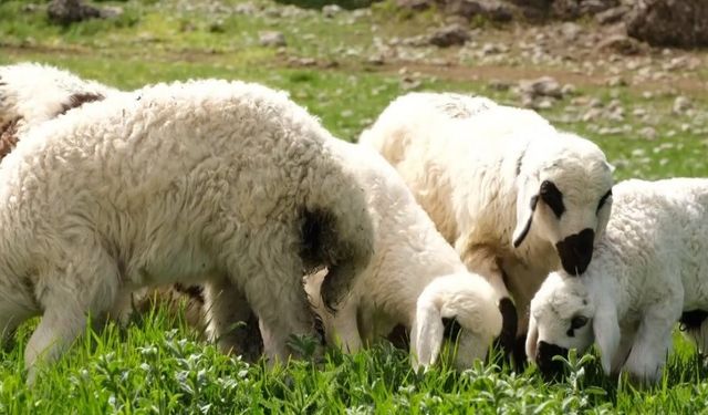 Kuzu/Oğlak Destekleme Başvuruları Başladı! İşte Ayrıntılar!