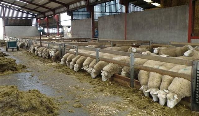 Buğday İle Koyun Gerisi Zor Oyun!