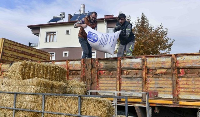 Büyükşehirden Manda Üreticisine Yem Desteği!