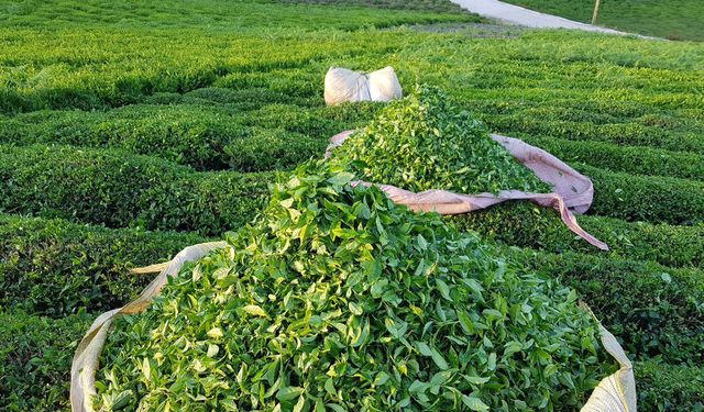 Ünlü Marka Çay Üretimini Durdurdu!