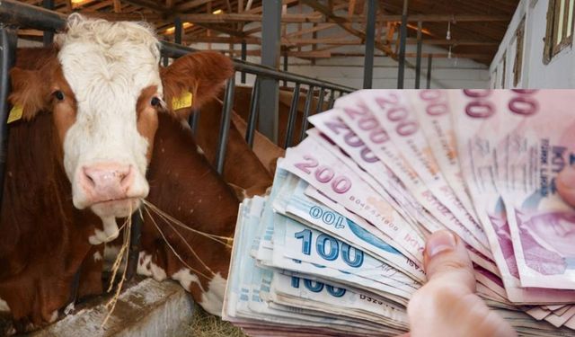 1 Milyar TL'lik Tarımsal Destekleme Ödemeleri Hesaplara Aktarılıyor!