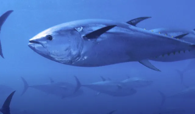 Mavi Yüzgeçli Orkinosta Rekor Artış!