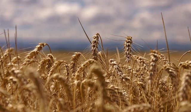 TMO’dan Hububatta Yeni Fiyat Güncellemesi!