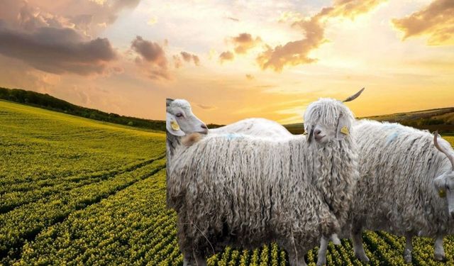 Yönetmelik Değişti: Tarımsal Üretimde Yeni Kurallar Yürürlükte