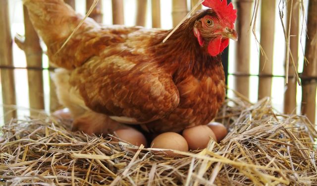 TÜİK Kasım Raporu: Kesim Arttı, Yumurta Azaldı