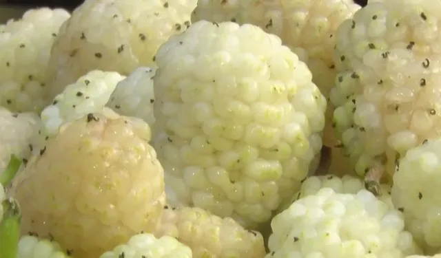 Dut Üreticileri İçin Yeni Destek Paketi!