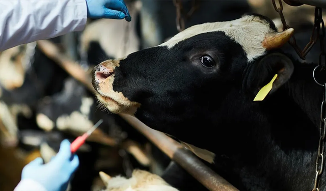 Şap Alarmı: Hayvancılık 3 Ay Durduruldu!