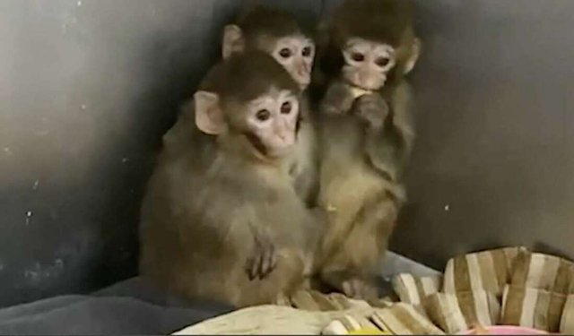 Bursa’da Yasa Dışı Hayvan Ticareti: 3 Makak Maymunu Ele Geçirildi