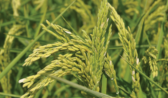 TMO 2025 Yılı Çeltik Alım Fiyatlarını Açıkladı