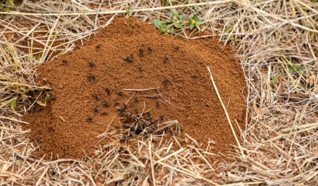 Karınca Yuvaları Toprak Sağlığı Hakkında Ne Söyler?