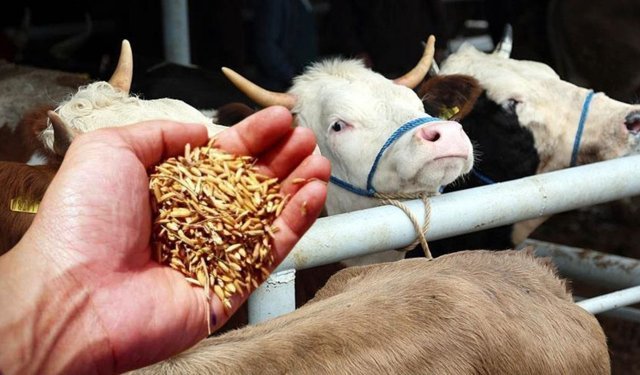 Yem Fiyatlarına TMO Freni mi Geliyor?