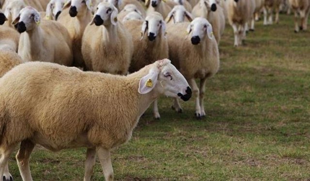 “Üretici Yalnız Bırakıldı, Hayvancılıkta Kan Kaybı Yaşanıyor”