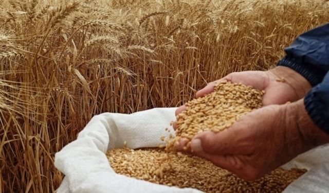 Sertifikalı Tohum Üretimi ve İhracatında Artış!