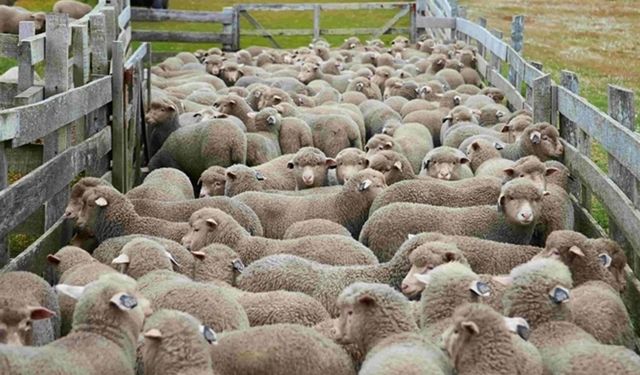 Küçükbaş Yetiştiriciliğine Yeni Destek!