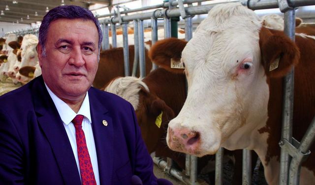 Gürer’den TÜİK Verilerine Sert Tepki: “Şap Döneminde Hayvan Varlığı Nasıl Artıyor?”