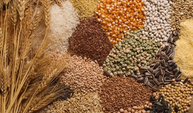 Güneydoğu’dan 279,9 Milyon Dolarlık Hububat İhracatı!