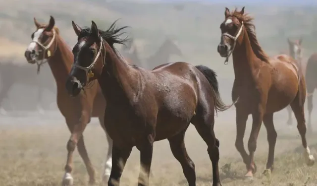 TİGEM’den Kayıp Yarış Atları İddiasına Net Yanıt!