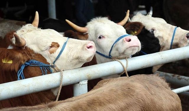 TÜİK 2025 Verileri Açıklandı: Türkiye'de Hayvan Varlığı Artıyor mu?